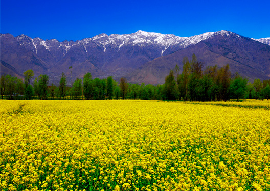 traveldilse-Amazing Kashmir